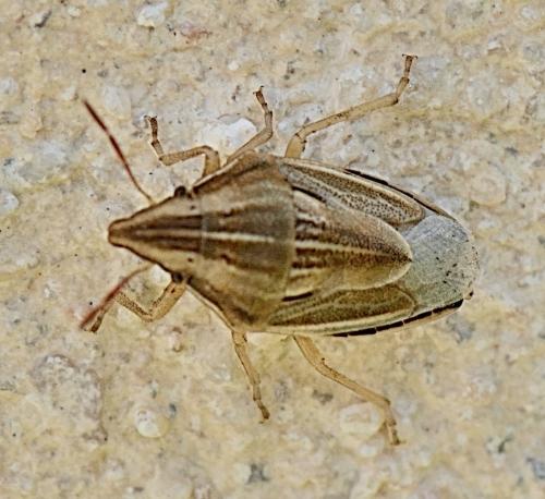 Réf. 337 518 : Aelia acuminata